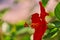 Red Hibiscus flowers China rose,Chinese hibiscus,Hawaiian hibiscus in tropical garden of Tenerife,Canary Islands,Spain.Floral ba.