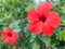 Red Hibiscus Flowers with Leaves, Focus only on The Big Right One