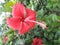 Red hibiscus flowers on the wall