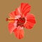 Red hibiscus isolated on beige background. Single floral pattern, Golden split floral leaf, golden lines, Vector