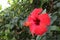 Red hibiscus with large petals, pollen