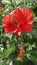 RED HIBISCUS ORNAMENTAL PLANTS