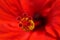 Red hibiscus petal and pollinator texture background