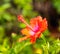 Red hibiscus pollen