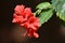 Red Hibiscus rosa sinensis, Chinese hibiscus, Carnation hibiscus rosa