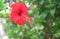 Red hibiscus rosa sinensis flowers blooming on nature tree  ornamental green leaves  background in garden