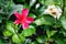 Red hibiscus rosa sinensis or joba flower bloomed in the garden