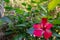 Red hibiscus or rose mallow in the forest