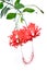 Red hibiscus schizopetalus flower