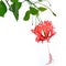 Red hibiscus schizopetalus flower