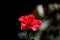 Red hibiscus or shoe flower, Kaas Lake, Satara,