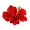 Red hibiscus simple tropical flower vintage hand draw vector