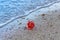 Red Hibiscus tiliaceus Flower on Coastal Sea Sand
