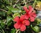 Red Hibiscus Tree In Bloom Flowers In Greece