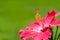 Red hibiscus tropical flower genus â€œHibiscus` macro close-up photo