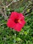 Red hibiscus in upcountry maui hawaii