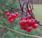 Red highbush cranberry in autumn