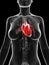 Red highlighted femaleÂ´s heart