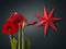 Red hippeastrum (amaryllis) and paper lightning lantern in star form (mass production