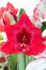 Red Hippeastrum flower