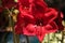 Red Hippeastrum hybrid Amaryllis flower