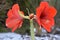 Red Hippeastrum reginae plant in winter garden