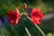 Red hippeastrum rutilum flower