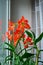 Red hippeastrum witch aloe on a window