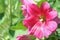 Red Hollyhock flower on leaves background