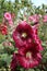 Red Hollyhock flower in sunlight garden