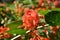 red holmskioldia sanguinea blossoms