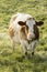 Red Holstein cow eats grass on a cold autumn morning in Switzerland