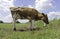 Red Holstein cow, standing in meadow