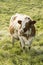 Red Holstein cow stands on a cold autumn morning on a meadow