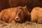 Red holstein friesian cow on livestock dairy farm