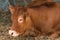 Red holstein friesian cow on livestock dairy farm