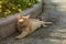 Red homeless cat resting on sidewalk