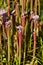 Red hooded pitcher plant