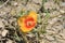 Red horned-poppy - Cappadocia