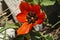 A Red Horned Poppy on the summit ridge of the Shouf Biosphere Reserve mountains, Lebanon