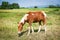 Red horse or brown horse grazing eat grass on field