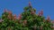 Red horse-chestnut, Aesculus carnea, hybrid Aesculus hippocastanum,