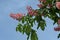 Red horse-chestnut, Aesculus hippocastanum or Conker tree with flower and leaf