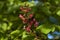 Red horse-chestnut, Aesculus hippocastanum or Conker tree with flower and leaf