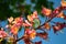 Red Horse Chestnut â€“ Aesculus x Carnea flower macro horizontal