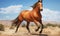 Red horse galloping in the desert. Horizontal color image.
