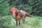 Red horse on a meadow in the Carpathian Mountains, Alps and Himalayas