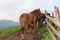 Red horse on a meadow in the Carpathian Mountains, Alps and Himalayas