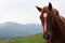 Red horse on a meadow in the Carpathian Mountains, Alps and Himalayas