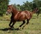 Red horse running across the field